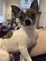 Quartz, a male Chihuahua for sale in Peachtree City, GA – Photo 9 of 9
