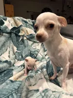 Quartz, a male Chihuahua for sale in Peachtree City, GA – Photo 5 of 9