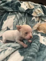 Quartz, a male Chihuahua for sale in Peachtree City, GA – Photo 2 of 9