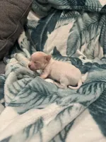 Quartz, a male Chihuahua for sale in Peachtree City, GA – Photo 4 of 9