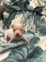 Quartz, a male Chihuahua for sale in Peachtree City, GA – Photo 3 of 9