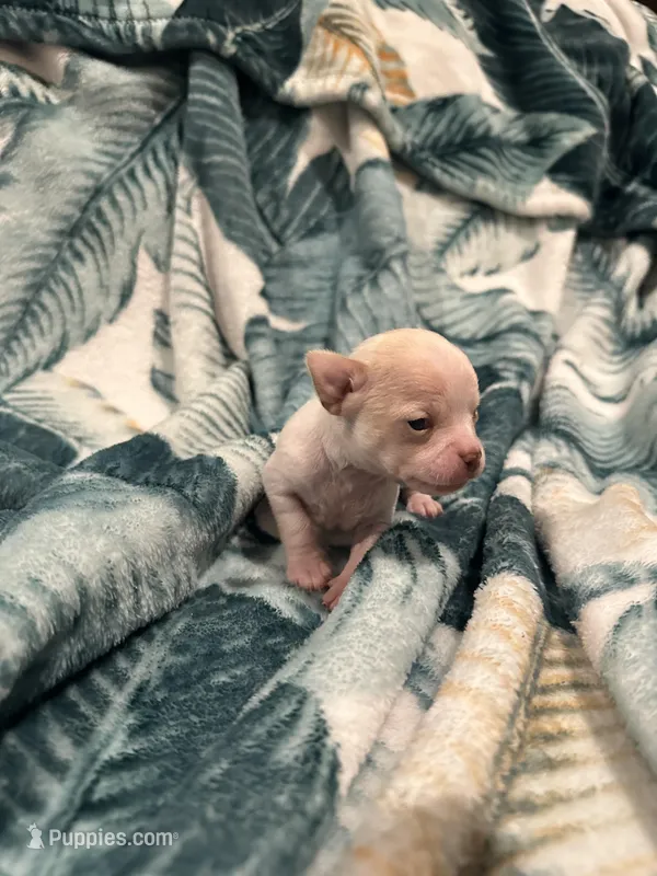 Quartz – Chihuahua puppy for sale in Peachtree City, GA