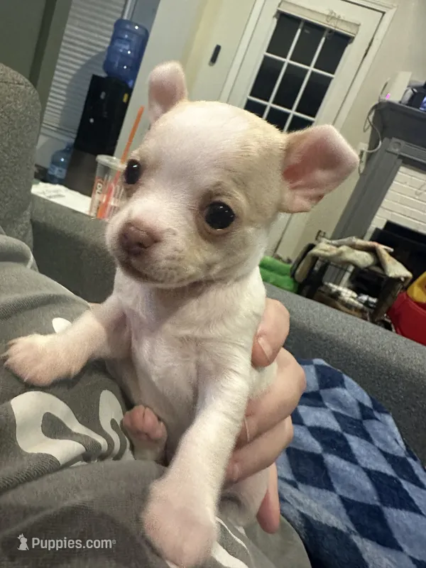 Quartz – Chihuahua puppy for sale in Peachtree City, GA