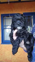 Black Cavapoo puppy #2, a male Cavapoo for sale in Lancaster, CA – Photo 2 of 3