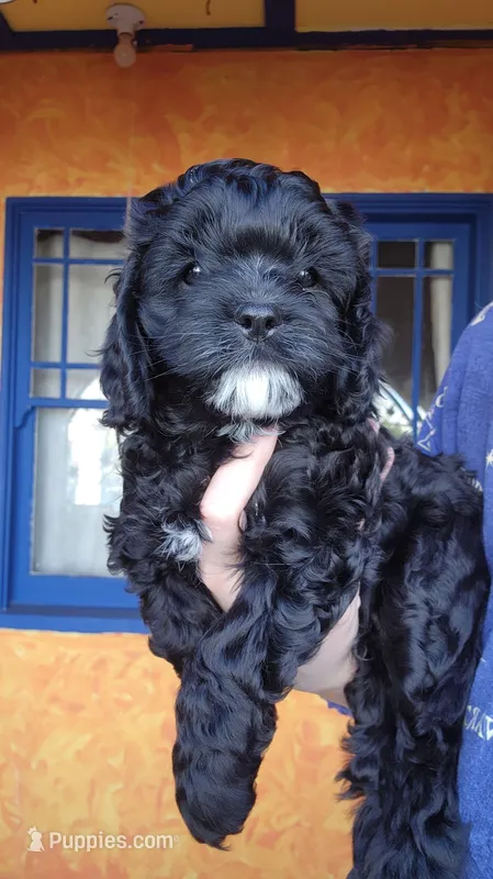 Black Cavapoo puppy #2