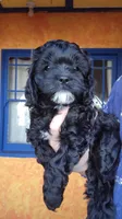 Black Cavapoo puppy #2, a male Cavapoo for sale in Lancaster, CA – Photo 1 of 3