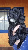 Black Cavapoo puppy #2, a male Cavapoo for sale in Lancaster, CA – Photo 3 of 3
