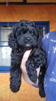 Black Cavapoo puppy #1, a male Cavapoo for sale in Lancaster, CA – Photo 3 of 3