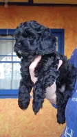 Black Cavapoo puppy #1, a male Cavapoo for sale in Lancaster, CA – Photo 2 of 3