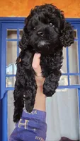 Black Cavapoo puppy #1, a male Cavapoo for sale in Lancaster, CA – Photo 1 of 3