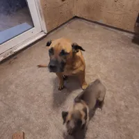 Presa Canario Male , a male Perro de Presa Canario for sale in Saint Augustine, FL – Photo 8 of 8