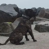 Presa Canario Male , a male Perro de Presa Canario for sale in Saint Augustine, FL – Photo 4 of 8