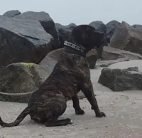 Presa Canario Male , a male Perro de Presa Canario for sale in Saint Augustine, FL – Photo 2 of 8