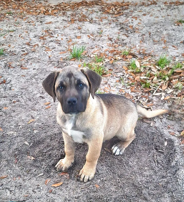 Presa Canario Male  – Perro de Presa Canario puppy for sale in Saint Augustine, FL