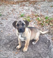 Presa Canario Male , a male Perro de Presa Canario for sale in Saint Augustine, FL – Photo 1 of 8