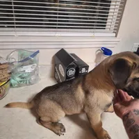 Presa Canario Male , a male Perro de Presa Canario for sale in Saint Augustine, FL – Photo 6 of 8