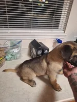 Presa Canario Male , a male Perro de Presa Canario for sale in Saint Augustine, FL – Photo 6 of 8