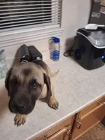 Presa Canario Male , a male Perro de Presa Canario for sale in Saint Augustine, FL – Photo 4 of 8