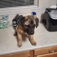 Presa Canario Male , a male Perro de Presa Canario for sale in Saint Augustine, FL – Photo 7 of 8