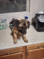 Presa Canario Male , a male Perro de Presa Canario for sale in Saint Augustine, FL – Photo 7 of 8