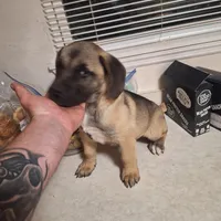 Presa Canario Male , a male Perro de Presa Canario for sale in Saint Augustine, FL – Photo 3 of 8