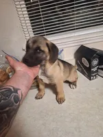 Presa Canario Male , a male Perro de Presa Canario for sale in Saint Augustine, FL – Photo 1 of 8