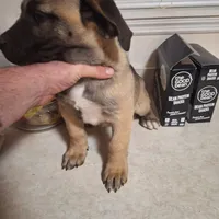 Presa Canario Male , a male Perro de Presa Canario for sale in Saint Augustine, FL – Photo 5 of 8