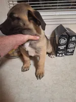 Presa Canario Male , a male Perro de Presa Canario for sale in Saint Augustine, FL – Photo 5 of 8