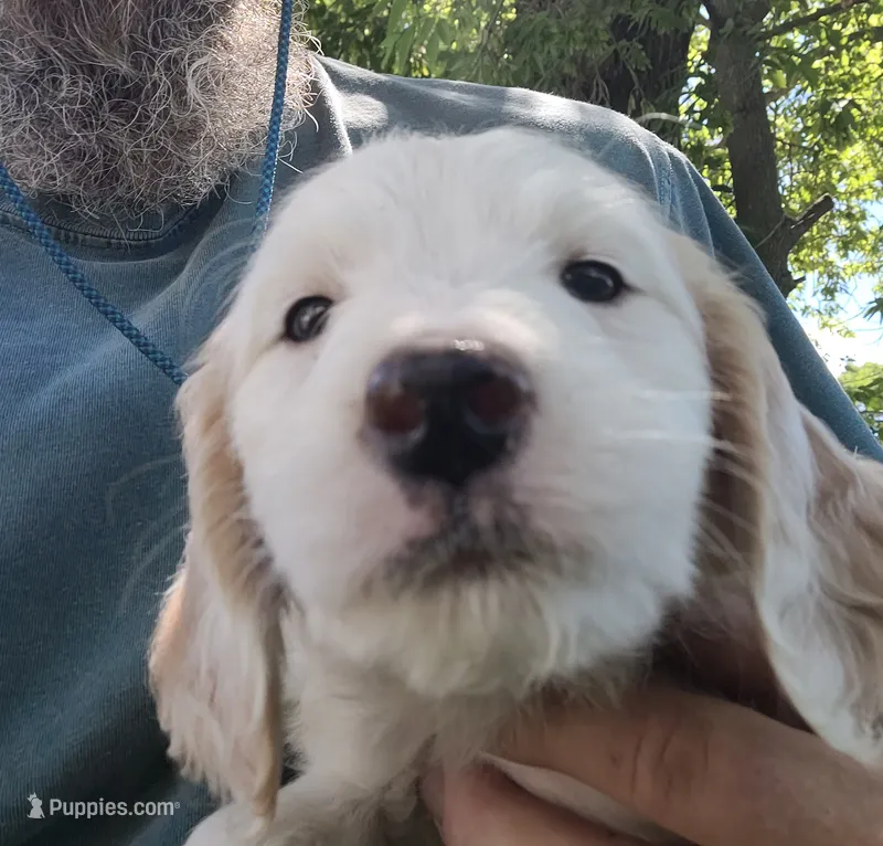 Astred – Goldendoodle puppy for sale in Medford, WI