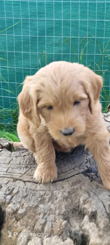 Goldi – Goldendoodle puppy for sale in Medford, WI