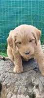Goldi, a female Goldendoodle for sale in Medford, WI – 1 of 1