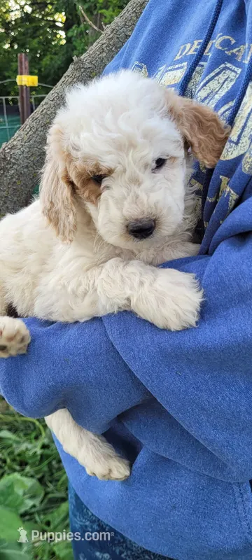 Astro – Goldendoodle puppy for sale in Medford, WI