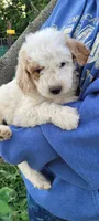 Astro, a male Goldendoodle for sale in Medford, WI – 1 of 1