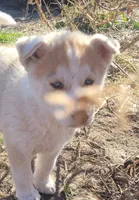 Abby, a female Siberian Husky for sale in Medford, WI – 3 of 3