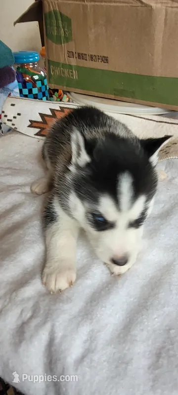 Fred – Siberian Husky puppy for sale in Medford, WI