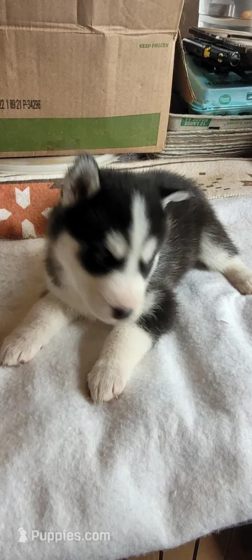 Ricky – Siberian Husky puppy for sale in Medford, WI