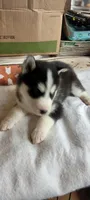 Ricky, a male Siberian Husky for sale in Medford, WI – 1 of 1