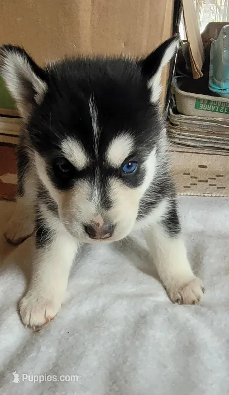 Ethel – Siberian Husky puppy for sale in Medford, WI