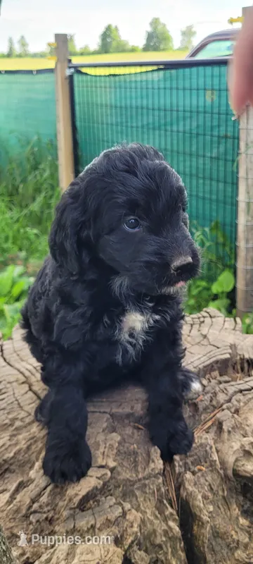 Sweetie – Goldendoodle puppy for sale in Medford, WI