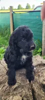 Sweetie, a female Goldendoodle for sale in Medford, WI – 1 of 1