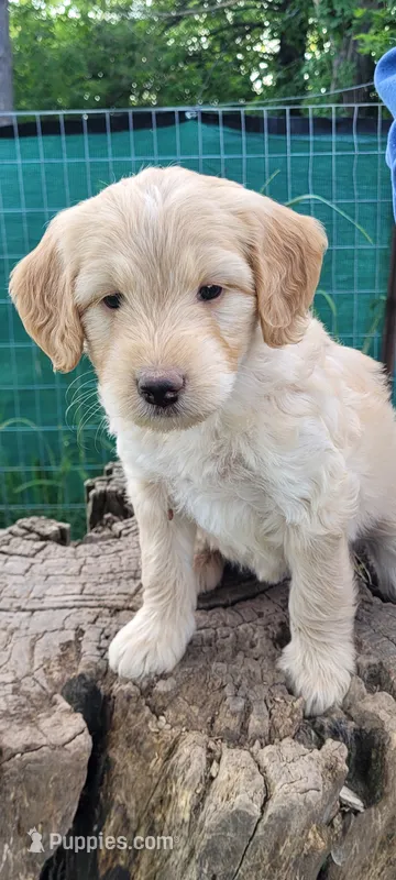 Blondi – Goldendoodle puppy for sale in Medford, WI