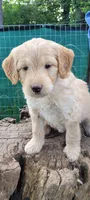 Blondi, a female Goldendoodle for sale in Medford, WI – 1 of 1
