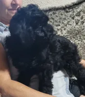 Blackjack, a male Goldendoodle for sale in Medford, WI – 2 of 2
