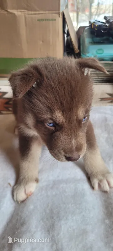 Rusty – Siberian Husky puppy for sale in Medford, WI