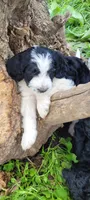 Sparky, a male Goldendoodle for sale in Medford, WI – 1 of 1