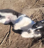 Betty, a female Siberian Husky for sale in Medford, WI – 3 of 3