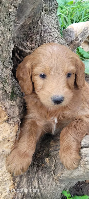 Ranger – Goldendoodle puppy for sale in Medford, WI