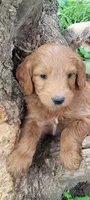 Ranger, a male Goldendoodle for sale in Medford, WI – 1 of 1