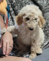 Blondi, a female Goldendoodle for sale in Medford, WI – 2 of 2