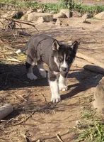Charlie, a male Siberian Husky for sale in Medford, WI – 2 of 3